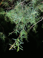 Melaleuca nodosa