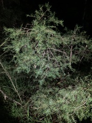 Melaleuca nodosa