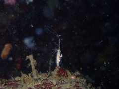 Spiochaetopterus costarum