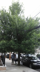 Fraxinus pennsylvanica