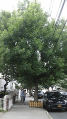 Fraxinus pennsylvanica