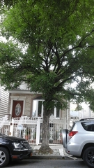 Fraxinus pennsylvanica