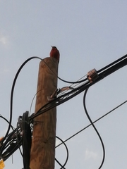 Passeriformes