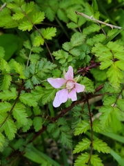 Rubus pungens oldhamii