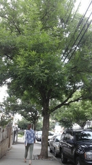 Fraxinus pennsylvanica