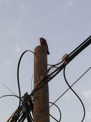 Passeriformes