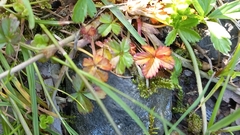 Rubus pungens oldhamii