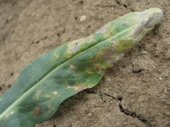 Hyaloperonospora isatidis