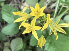 Triteleia ixioides ixioides
