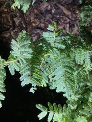 Acacia pubescens