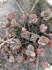 Kalanchoe fedtschenkoi