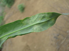 Hyaloperonospora isatidis