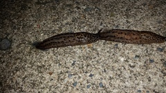 Limax maximus