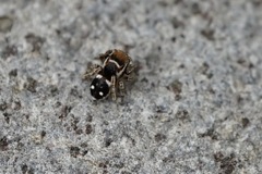 Attulus penicillatus
