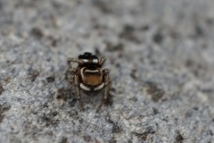 Attulus penicillatus