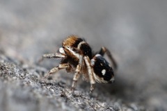 Attulus penicillatus