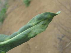 Hyaloperonospora isatidis