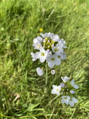 Cardamine pratensis