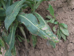 Hyaloperonospora isatidis