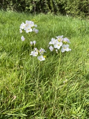 Cardamine pratensis