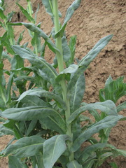 Hyaloperonospora isatidis