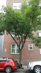 Fraxinus pennsylvanica