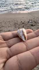 Conasprella perplexa