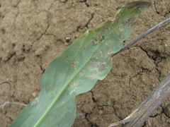 Hyaloperonospora isatidis