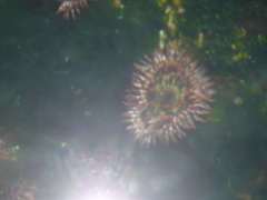 Bunodosoma californica