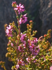 Erica rosacea