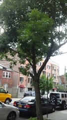 Fraxinus pennsylvanica