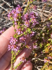 Erica rosacea