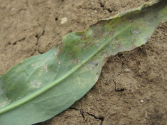 Hyaloperonospora isatidis