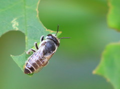 Megachile
