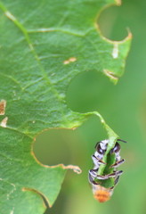Megachile