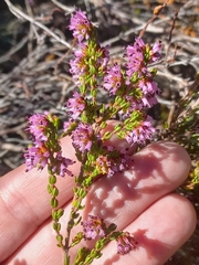Erica rosacea