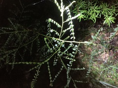 Phyllanthus gunnii