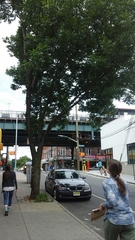 Fraxinus pennsylvanica