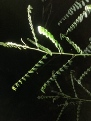 Phyllanthus gunnii