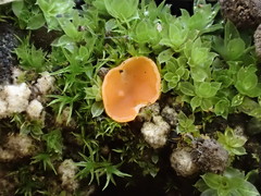 Pulvinula archeri