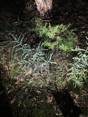 Phyllanthus gunnii