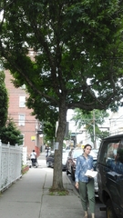 Fraxinus pennsylvanica