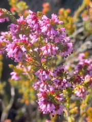 Erica rosacea