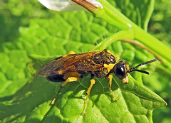 Tenthredo talyshensis