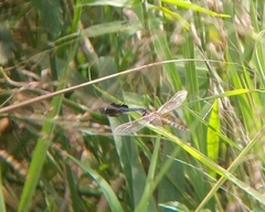 Urothemis edwardsii