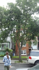 Fraxinus pennsylvanica