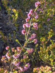 Erica rosacea