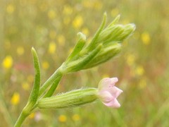 Silene micropetala