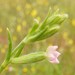 Silene micropetala - Photo (c) Pedro Beja, some rights reserved (CC BY-NC), uploaded by Pedro Beja