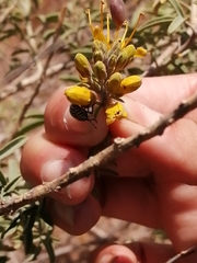 Murgantia histrionica